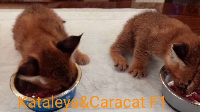 Ф1 Каракеты,первое кормление мясом??❗️есть свободная девочка #ф1каракет #котята смотреть онлайн