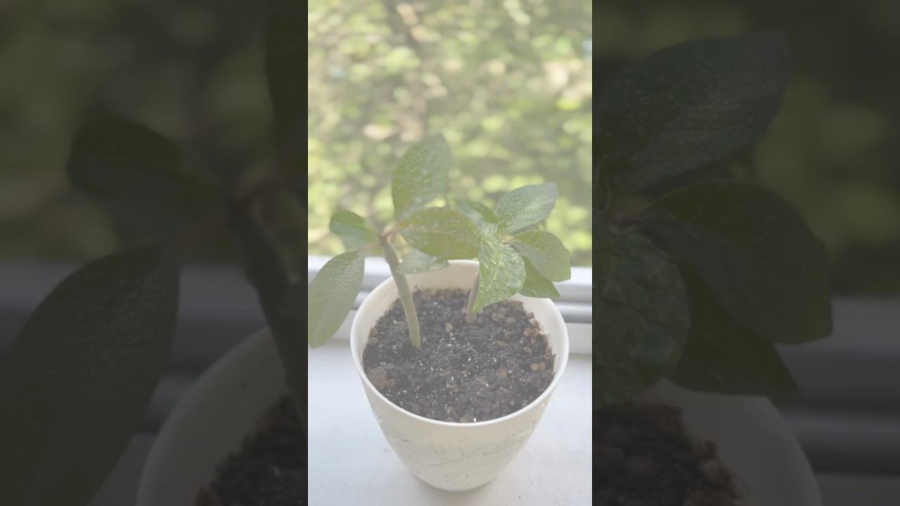 Плюмерия из семян на подоконнике  | Экзотические растения дома  Обзор заказа с Озон❤️