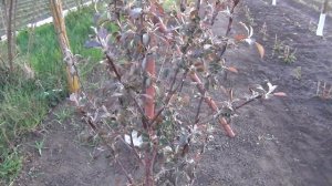 Как обрезать шелковицу после посадки.