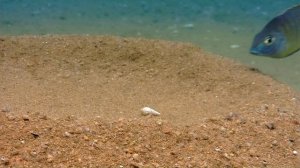 Планета Земля. 3 серия. Документальный фильм о природе