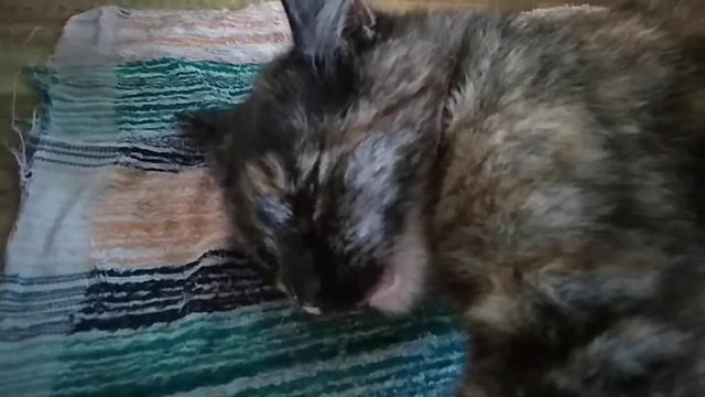 Жаркие летние дни.Злая кошка. Кошка черепаховый окрас. У кошки плохое настроение. смотреть онлайн