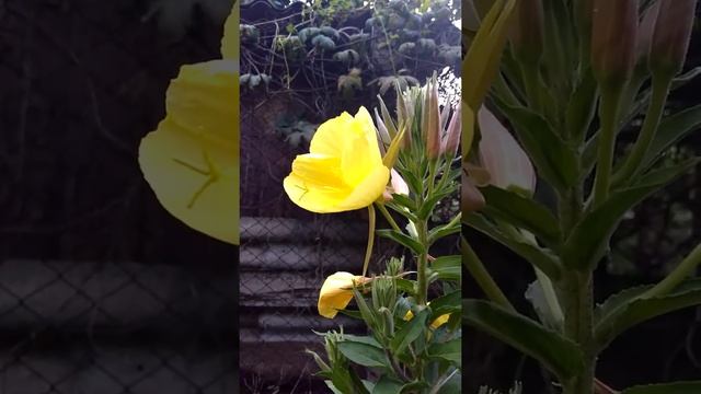 # дубоссары. Ночная красавица радует нас смотреть онлайн