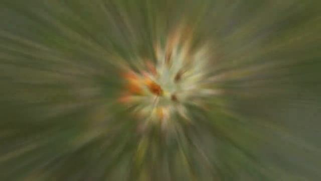 ЯЗВЕННИК (ANTHYLLIS) смотреть онлайн