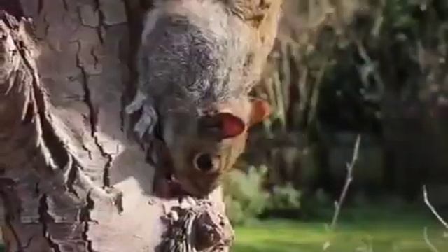 Squirrel Relax, Learn To Sleep, Relieve Stress, 100% Relax, Music For Meditation, Music For Sleep