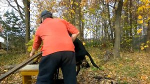 РОТВЕЙЛЕР СТОРОЖ ИЛИ РОТВЕЙЛЕР ТЕЛОХРАНИТЕЛЬ.дрессировка и воспитание собак