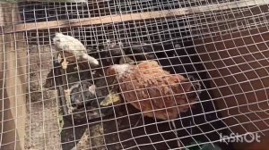 Простенький вольер для цыплят своими руками.