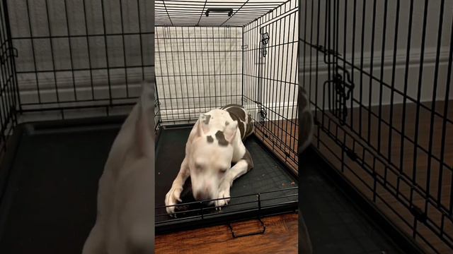Gisela tearing up a Dehydrated Cow’s Ear ⛓️ #timelapse #rawdogfood смотреть онлайн