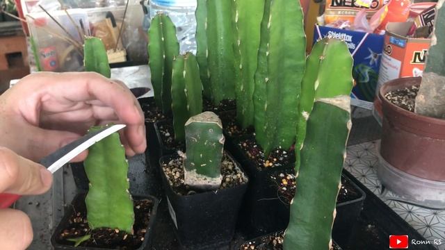 Grafting Cacti Using Hylocereus &  Gymnocalycium | Dec19