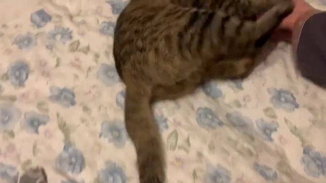 Игры перед сном с мамкой смотреть онлайн