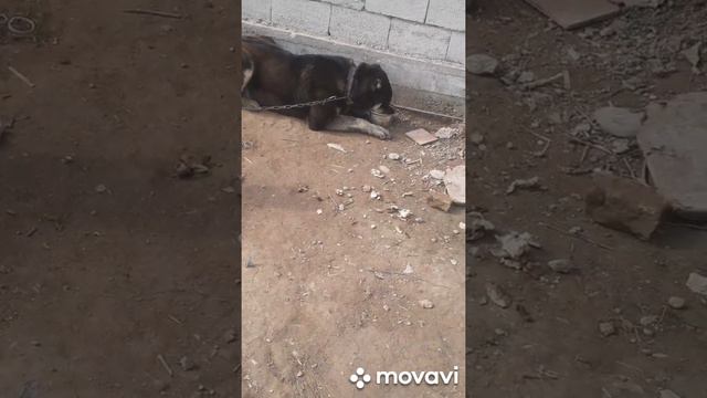 Собака алабай по кличке БОСС|САГИ ЧУПОНИ смотреть онлайн