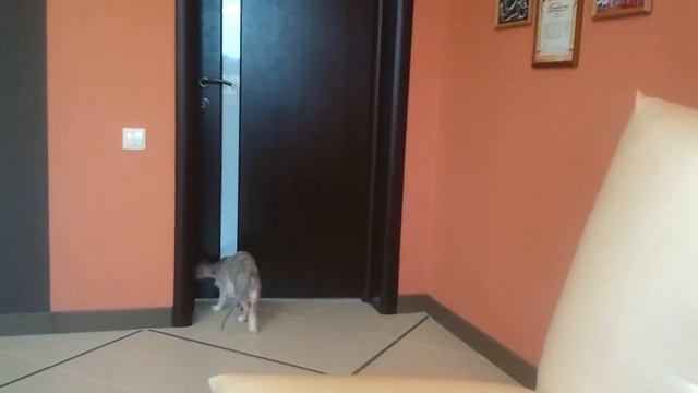 кошка масяня открывает дверь смотреть онлайн