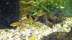 Барбус шуберта. Содержание, кормление, разведение.