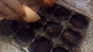 Как вырастить ГЕРАНЬ из семян! Размножение пеларгонии семенами! ДАЧА УДАЧИ