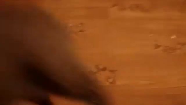 Енот полоскун Варя и кот Алиса смотреть онлайн