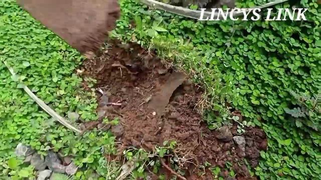 Monstera Plant Hunting l New plants l Succulents l Garden Idea in Malayalaml Indoor plants Hunting смотреть онлайн