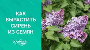 Прекрасная сирень из семян. Дешево и много!