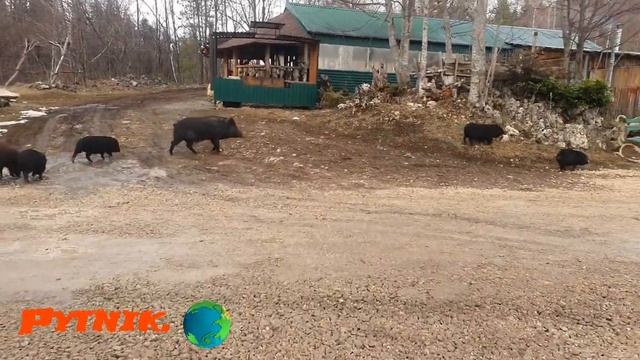 Отдых в Лагонаки.