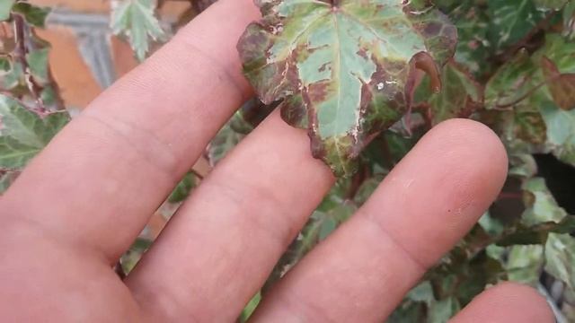 Плющ звичайний Hedera helix " Mint Kolibri " смотреть онлайн