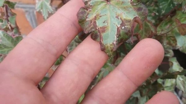 Плющ звичайний Hedera helix " Mint Kolibri "