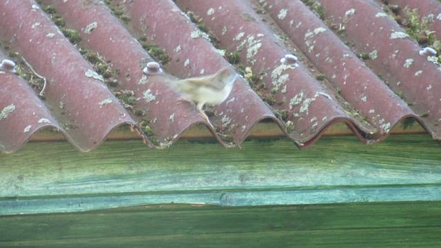 Полевой воробей ищет корм на крыше смотреть онлайн