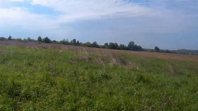 Венгерская выжла Адель, первый коростель смотреть онлайн