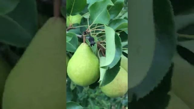 Груша «Яковлевская» в плодопитомнике «Чишминский Новый сад» смотреть онлайн