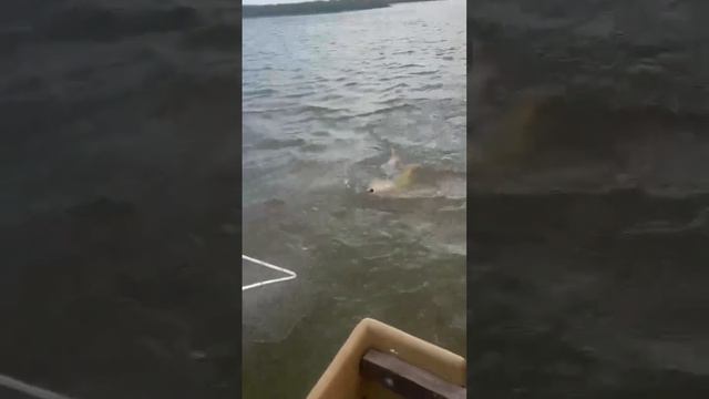 Астрахань рыбалка охота база отдыха лоцман . Лоцман рулит 🔥 смотреть онлайн