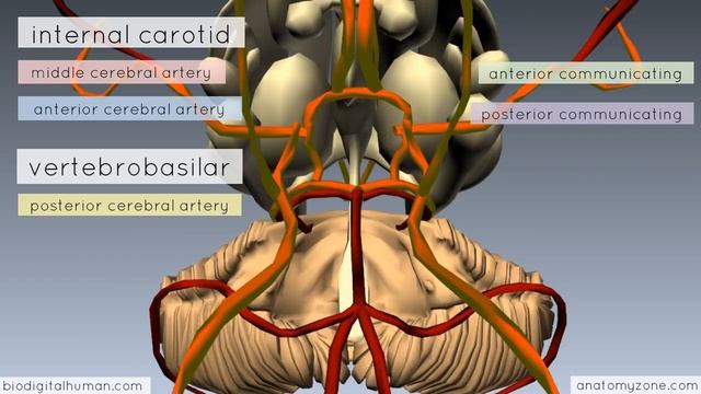 Circle of Willis - 3D Anatomy Tutorial смотреть онлайн