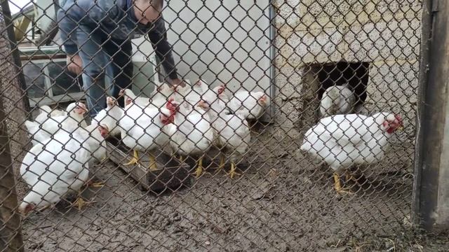 Переезд в Россию/Ищем холодильник и машинку/Поездка в Мичуринск/Бройлеры 55 дней, какой вес