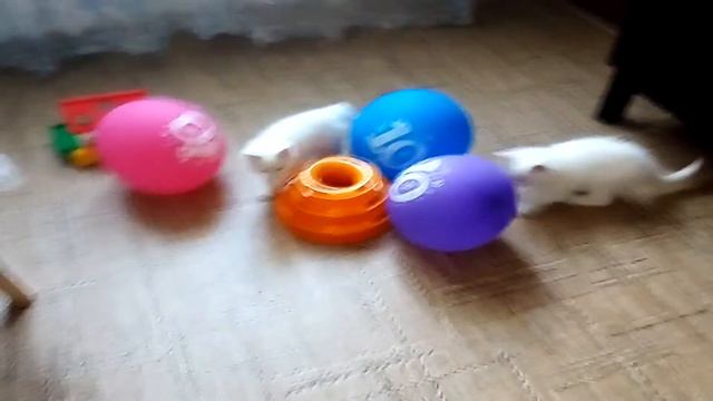 Белые котята