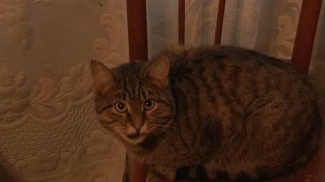 Сотрудники социальной защиты провели акцию 'Праздник в каждый дом'. Январь 2013 год смотреть онлайн