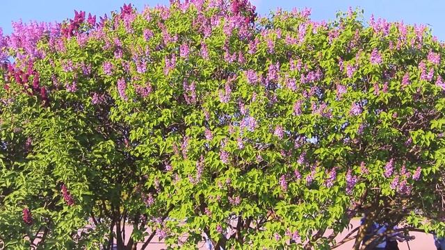 Сирени на Марсовом поле под музыку Фрэнсиса Лей. смотреть онлайн