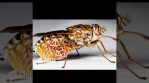 А МУХА ТОЖЕ ВЕРТОЛЁТ. И эта песня про любовь