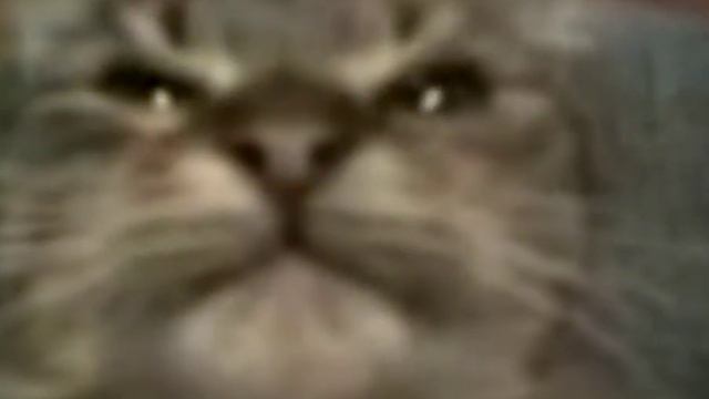 Кот поет песню бумер смотреть онлайн