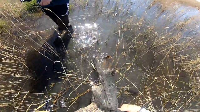 Сазан рыбалка или охота? Лучшая рогатка для рыбалки ЕКЛМН! Сазан из рогатки Рыбалка рогаткой Рыбалк смотреть онлайн