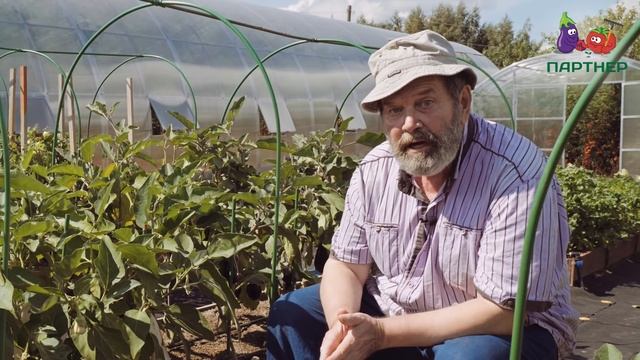 БАКЛАЖАН БЕЛОГО ЦВЕТА - БИБО F1 смотреть онлайн