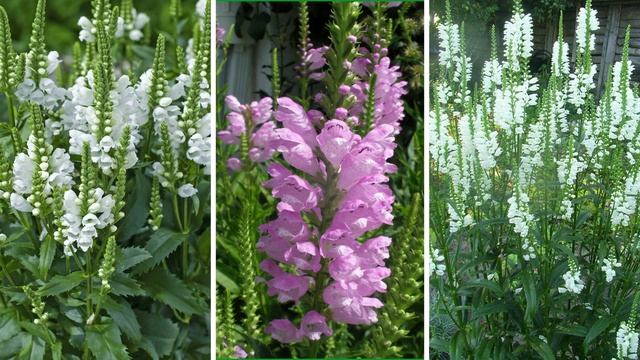 Рассказываю какие цветы посадить в августе в саду. Эти цветы морозостойкие и неприхотливые смотреть онлайн