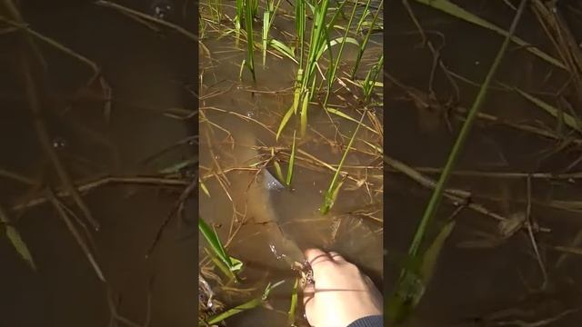 Рыбалка. Соблюдаем весенний запрет - отпускаем незаконников. Даешь Лещу свободу!)) смотреть онлайн