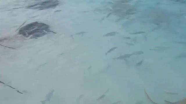 Кормление рыб - Reethi Beach, Maldives 3 смотреть онлайн