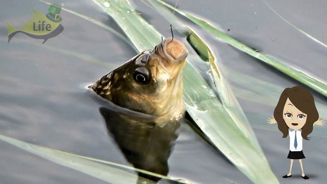 На что клюет карась весной? На что ловить карася весной? Наживки на карася весноЙ! смотреть онлайн