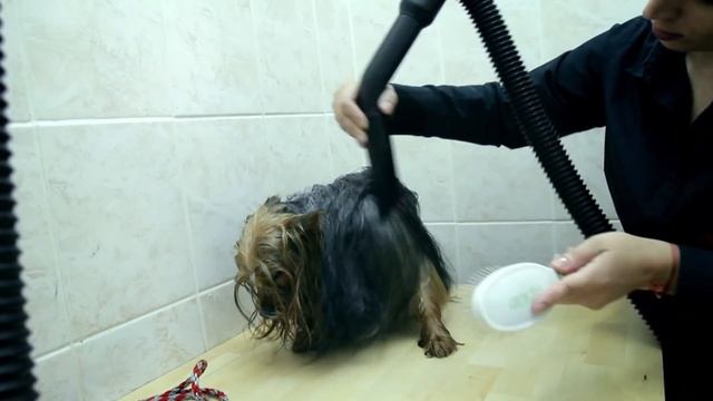 Груминг на йоркширски териер - PETS&U смотреть онлайн