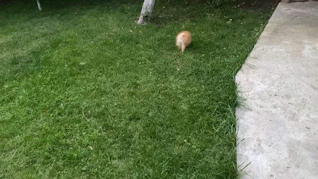 My Zoohome: Моя Тора/лабрадор 11 лет/, Тайсон /лабрадор 11 лет/ и шпицы/14.09.21 смотреть онлайн