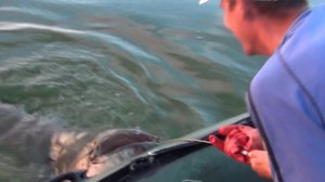 Жесть! Сом 100 кг!!! Трофейная рыбалка на спиннинг. Част 4