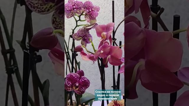 Оптовая покупка орхидей смотреть онлайн