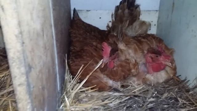 Две квочки в одном гнезде смотреть онлайн