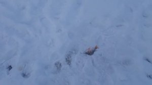 Зимняя рыбалка в Томской Области