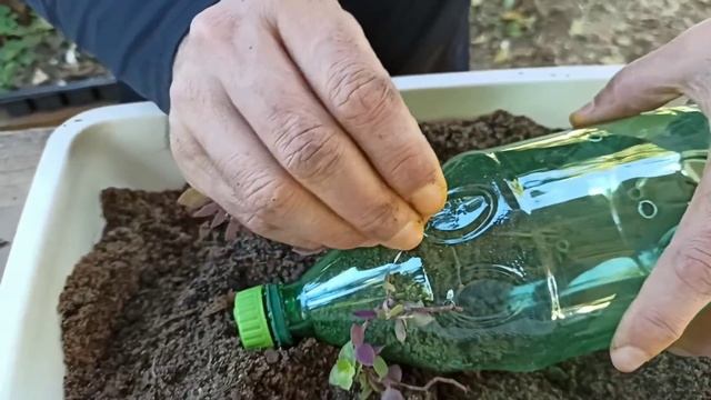 Ideia com GARRAFA PLASTICA para pendurar plantas DIY - Dinheiro em Penca ou Tostão смотреть онлайн