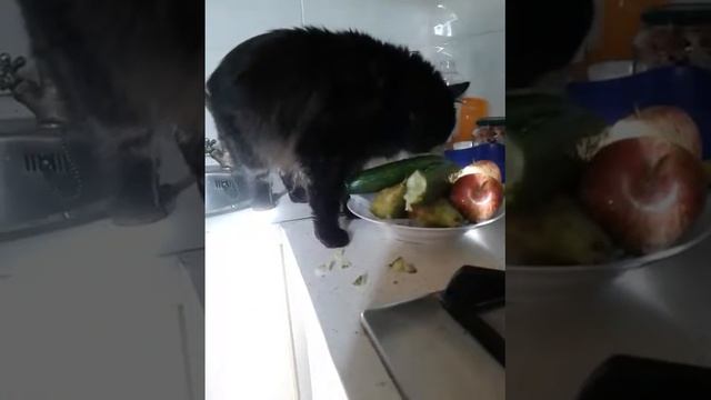 Кот жрет смотреть онлайн