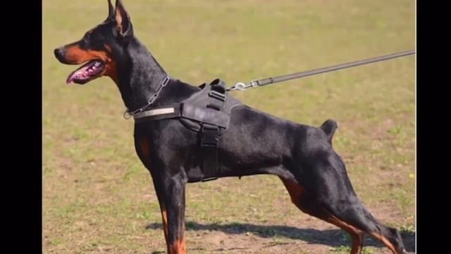 ДОБЕРМАН против МАЛИНУА / КТО ПОБЕДИТ ? смотреть онлайн