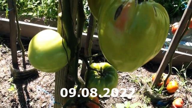 Томат Чудо Волфорда вкуснейшие нежные сердцевидные плоды смотреть онлайн